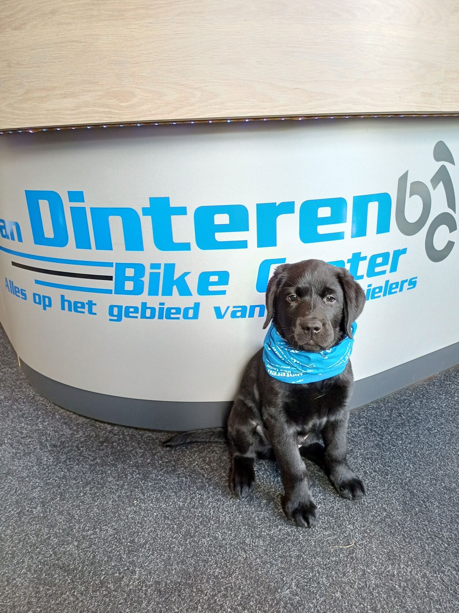 Shophond Joop met Van Dinteren-halsdoek